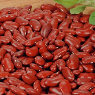Kacang merah "Kreacja" - pelbagai sangat produktif - Phaseolus vulgaris L. - benih