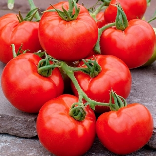 Tomaatti - Lubań - Lycopersicon esculentum Mill  - siemenet