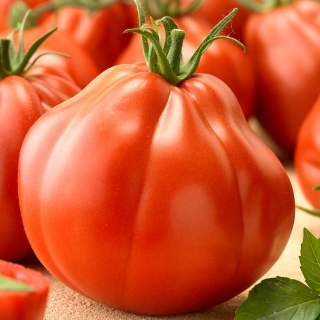 طماطم "Or Pera d'Abruzzo" - مجموعة متنوعة على شكل كمثرى مع فاكهة كبيرة الحجم - Lycopersicon esculentum Mill  - ابذرة