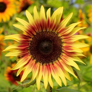 Bunga matahari hias "Twilight Zone" - kuning dengan cincin merah-coklat - Helianthus annuus - biji