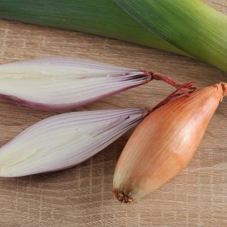 Lök – Icicle - 500 frön - Allium cepa L.