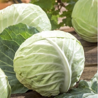 Bắp cải trắng "Slawa z Golebiewa" - dùng cho dưa cải bắp hoặc tiêu thụ trực tiếp - Brassica oleracea convar. capitata var. alba - hạt