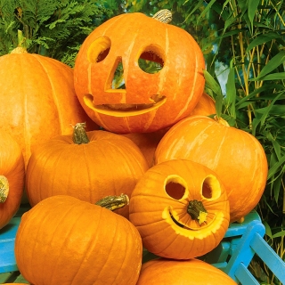Labu hias "Halloween" - yang terbaik untuk memahat - 15 biji - Cucurbita pepo