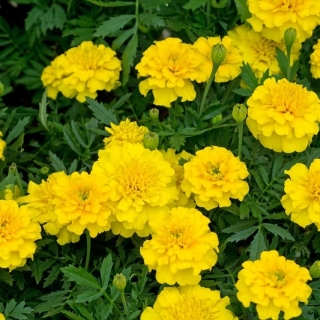 Fransız kadife çiçeği "Bal Ay" - sarı - 158 tohum - Tagetes patula nana  - tohumlar