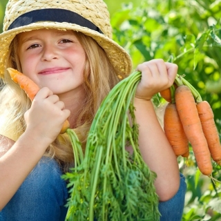باغ مبارک - "به عنوان خوشمزه به عنوان یک هویج" - دانه هایی که کودکان می توانند رشد کنند! - 765 دانه - Daucus carota
