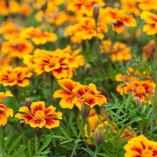 French marigold "Dainty Marietta" - single-flowered - 315 seeds