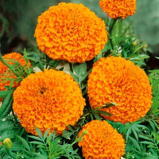 Meksikalı Marigold "Titania"; Aztek kadife çiçeği - 270 tohum - Tagetes erecta  - tohumlar