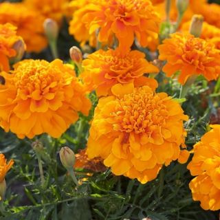 Marigold Perancis "Mikrus" - pelbagai tumbuh yang rendah, bunga oren - Tagetes patula nana - benih