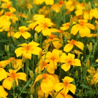 Signet kadife çiçeği "Talizman" - sarı - Tagetes patula L. - tohumlar