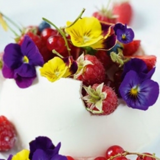 Edible Flowers - Large-flowered garden pansy - colour variety mix