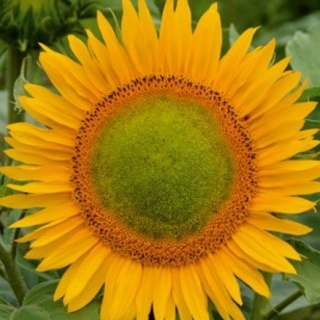 Bunga Poland - bunga matahari yang tinggi - "Amor Amant ' - benih