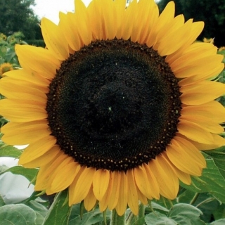 Poolse bloemen - Middelgrote zonnebloem "Amor Anter" - zaden