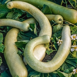 Calabash 'Sicīlijas čūska'; pudele ķirbis, baltā puķu ķirbis -  Lagenaria siceraria - sēklas