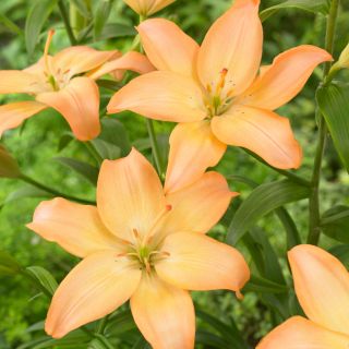 Asiatic lily - Easy Whisper