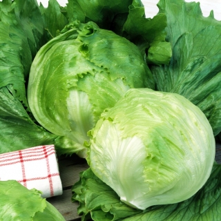 Iceberg lettuce 'Ludwina' - mid-early variety