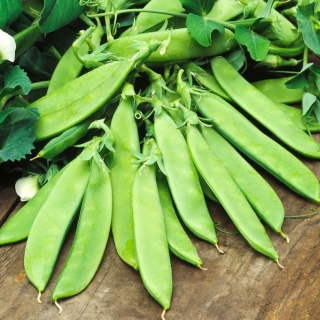 Salji kacang "Carouby" - seluruh buah pinggang boleh dimakan - Pisum sativum - benih