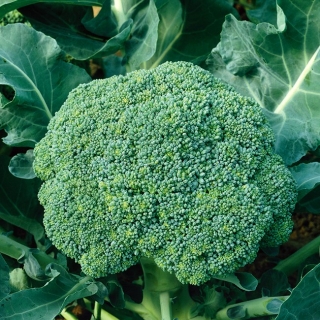 Brokolis - Limba - 300 sėklos - Brassica oleracea L. var. italica Plenck