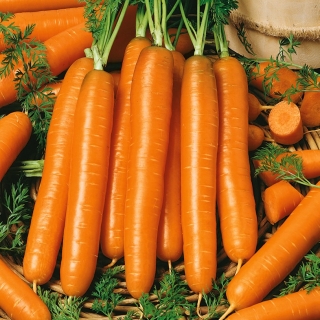गाजर "नाओमी" - जल्दी, स्वादिष्ट और रसदार विविधता, जड़ें हरी नहीं होती हैं - 4250 बीज - 