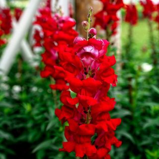 Snapdragon Tinggi Merah Antirrhinum Majus Benih Garden Seeds Market Penghantaran Percuma