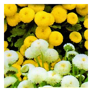 Feverfew - zmes semien; bakalárske gombíky - Chrysanthemum parthenium - semená