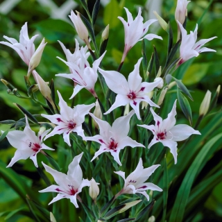 Maalattu lady-gladiooli, Gladiolus carneus; Miekka lilja - 