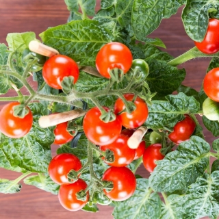 مینی باغ - گوجه فرنگی گیلاس قرمز - برای کشت در بالکن و تراس - Lycopersicon esculentum - دانه