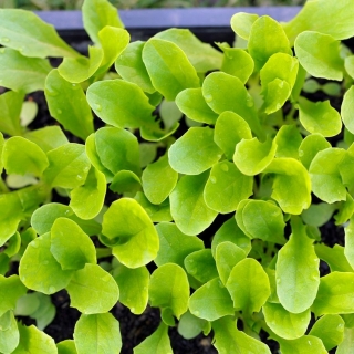 Lettuce 'Bionda a Foglia Liscia' - ditanam untuk daun potong, untuk semua tahun penanaman di rumah - Lactuca sativa - Bionda a Fogglia Liscia - benih