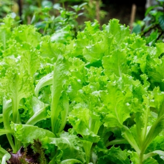 Salaatti - Bionda a Fogglia Riccia - Lactuca sativa - Bionda a Fogglia Riccia - siemenet