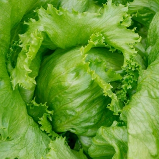 Iceberg salad "Kinga" - SEEDS COATED - Lactuca sativa L.  - benih