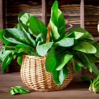 Spinach "Orbit" -   Spinacia oleracea - semințe