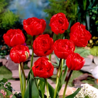 Tulipa Miranda - Τουλίπα Μιράντα - 5 βολβοί
