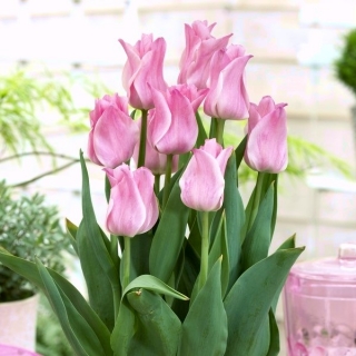 Tulppaanit Miss Elegance - paketti 5 kpl - Tulipa Miss Elegance
