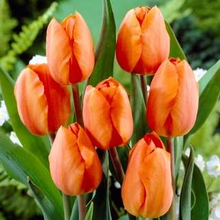 Tulipaner Orange - pakke med 5 stk - Tulipa Orange