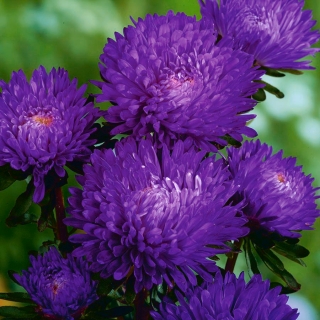 Dwarf "Turquoise" aster - blue - 360 seeds