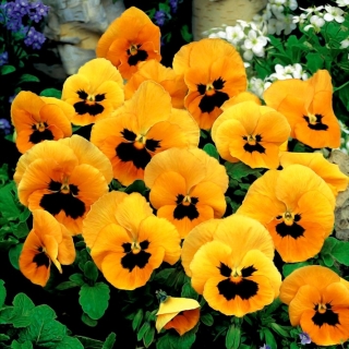 פרחי גן גדול פרחוני "כתום עם Auge" - כתום עם נקודה שחורה - 240 זרעים - Viola x wittrockiana 