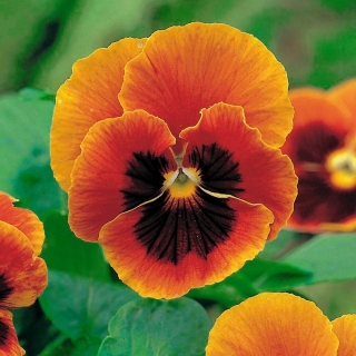 瑞士花园三色堇“火焰” - 金红色，点缀 -  360种子 - Viola x wittrockiana Schweizer Riesen - 種子