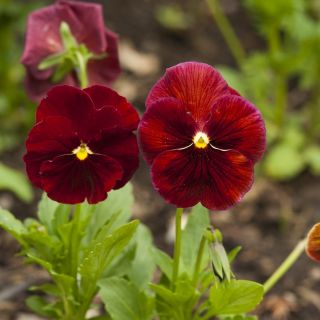 赤大花の庭パンジー -  240種子 - Viola x wittrockiana  - シーズ