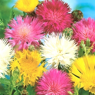 Sweets Sultan - מגוון תערובת - 220 זרעים - Centaurea moschata