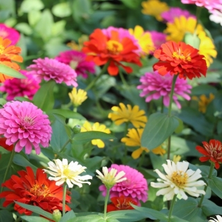 家庭花园 矮人常见的百日草 青年和年龄 Pepito 室内和阳台种植 60粒种子 Zinnia Elegans 種子 Garden Seeds Market 免费送货
