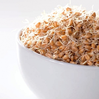 Mầm lúa mì -  - hạt
