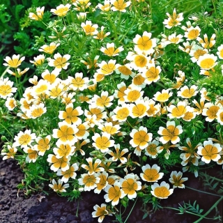 Douglas 'meadowfoam - เหลือง - ขาว; พืชไข่ตุ๋น - 117 เมล็ด - Limnanthes douglasii