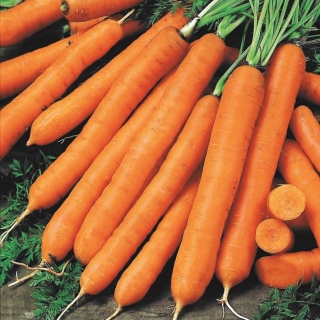 Carrot "Cidera" - แครอทชนิด Nantes สำหรับเก็บรักษา - 2550 เมล็ด - Daucus carota ssp. sativus 