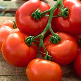 番茄“Babinicz” - 田野，确定，早期品种 - Lycopersicon esculentum Mill  - 種子