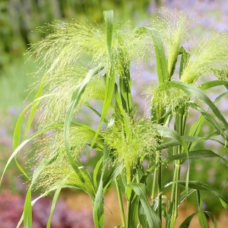 Switchgrass - 6000 sementes - Panicum elegans Fontaine