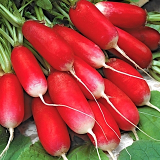 Củ cải "Rực lửa 2" - đỏ tươi, rễ có đầu trắng - 425 hạt - Raphanus sativus L.