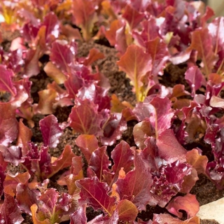 Selada 'Biscia Rossa' - untuk daun potong, budidaya di lapangan dan dalam wadah - Lactuca sativa - Biscia Rossa - biji
