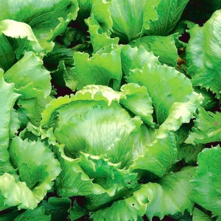 Zelena solata "Kwiryna" - zgodnja sorta -  Lactuca sativa - Kwiryna - semena
