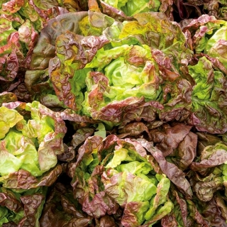 Red butterhead lettuce 'Mira'