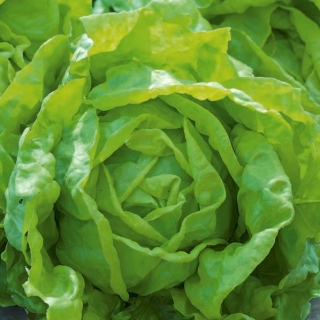 Salat Hoved - Rozalka - Lactuca sativa  - frø