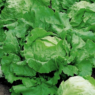 Iceberg salata "Vanguard 75" - frunze verde-maslin - 425 seminte - Lactuca sativa L.  - semințe